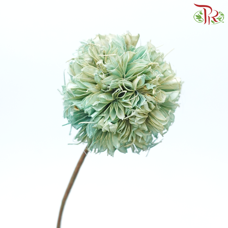 Dry Octagonal Ball - Turquoise (5 Stems)-Turquoise-China-prflorist.com.my
