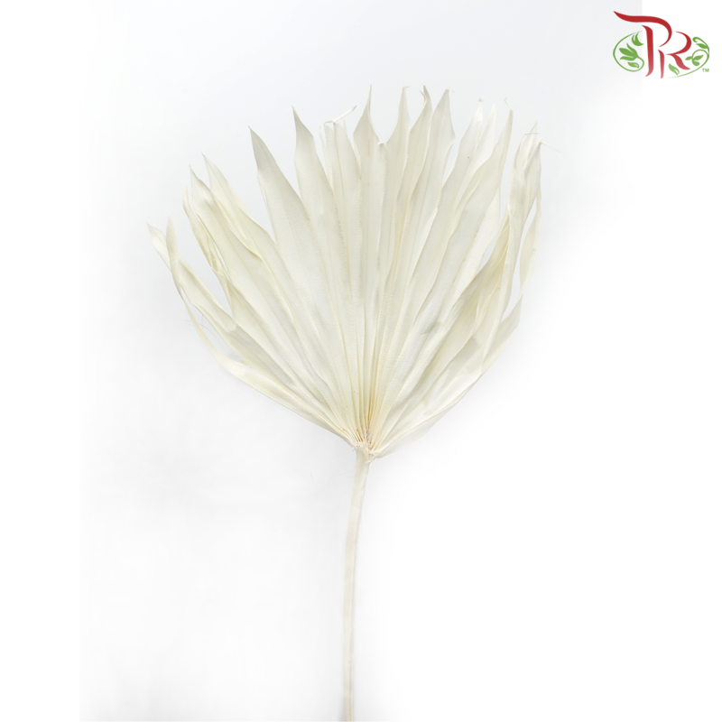 Dry Palm (5 Stems)-Import-prflorist.com.my
