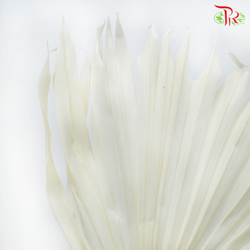 Dry Palm (5 Stems)-Import-prflorist.com.my