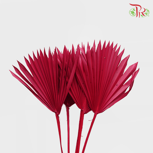 Dry Palm Dark Pink (5 Stems) 90001019-Pink-China-prflorist.com.my
