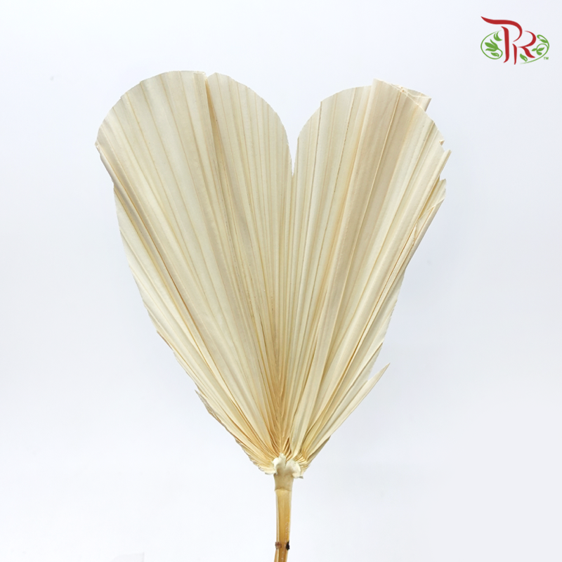 Dry Palm Dyed - Heart (5 Stems)-China-prflorist.com.my