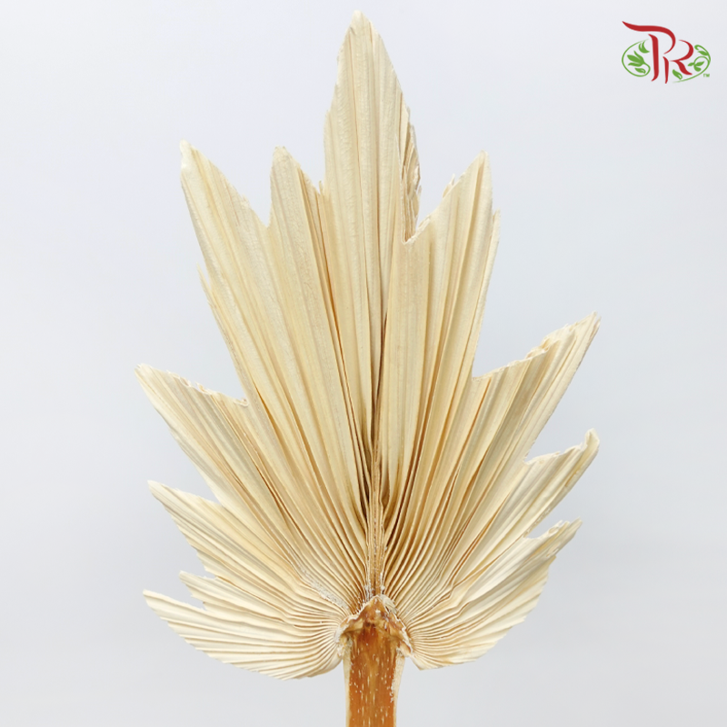 Dry Palm Dyed - Maple (5 Stems)-China-prflorist.com.my