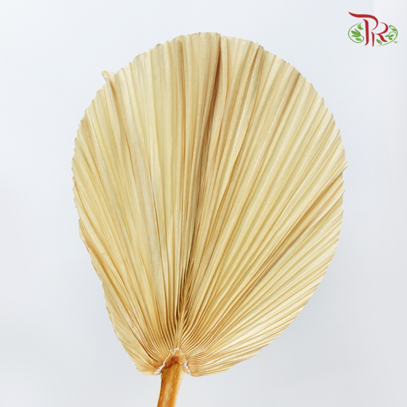 Dry Palm Dyed - Round (5 Stems)-China-prflorist.com.my