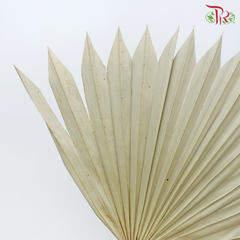 Dry Palm Natural (5 Stems)-China-prflorist.com.my