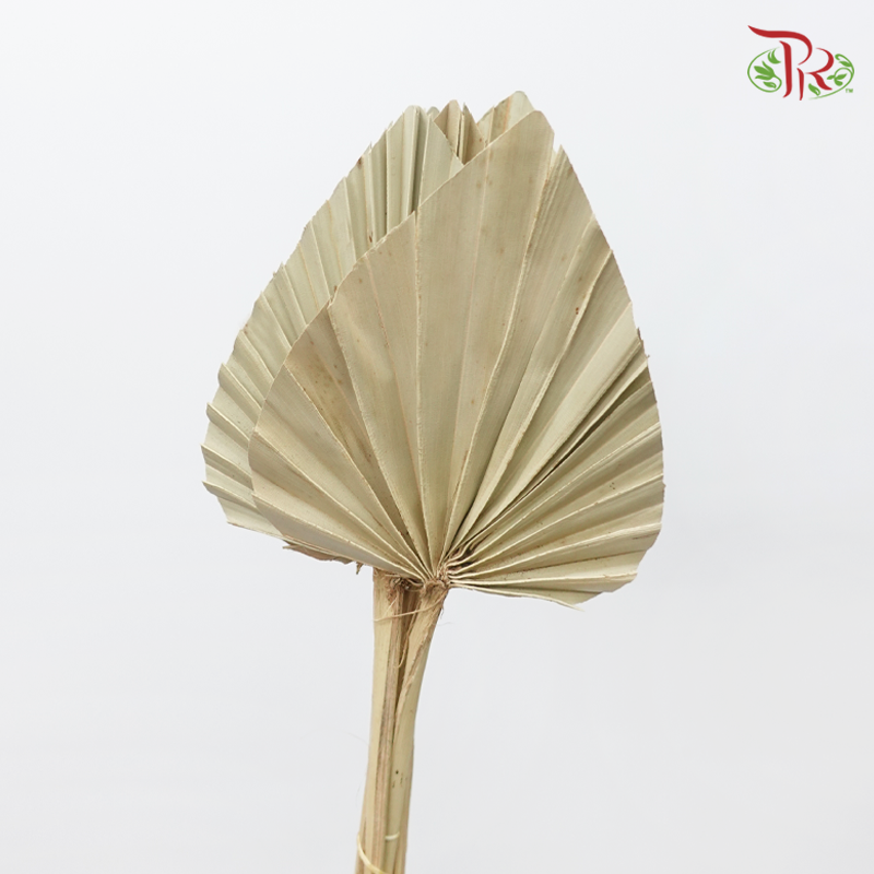 Dry Palm Natural (5 Stems)-China-prflorist.com.my