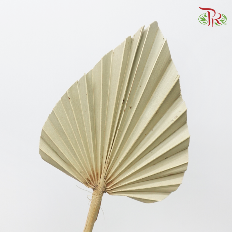 Dry Palm Natural (5 Stems)-China-prflorist.com.my
