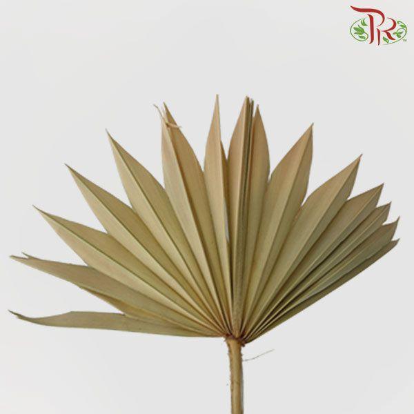 Dry Palm Natural - 5 Stems-Natural-Import-prflorist.com.my
