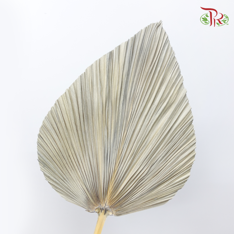 Dry Palm Natural - Peach (5 Stems)-China-prflorist.com.my