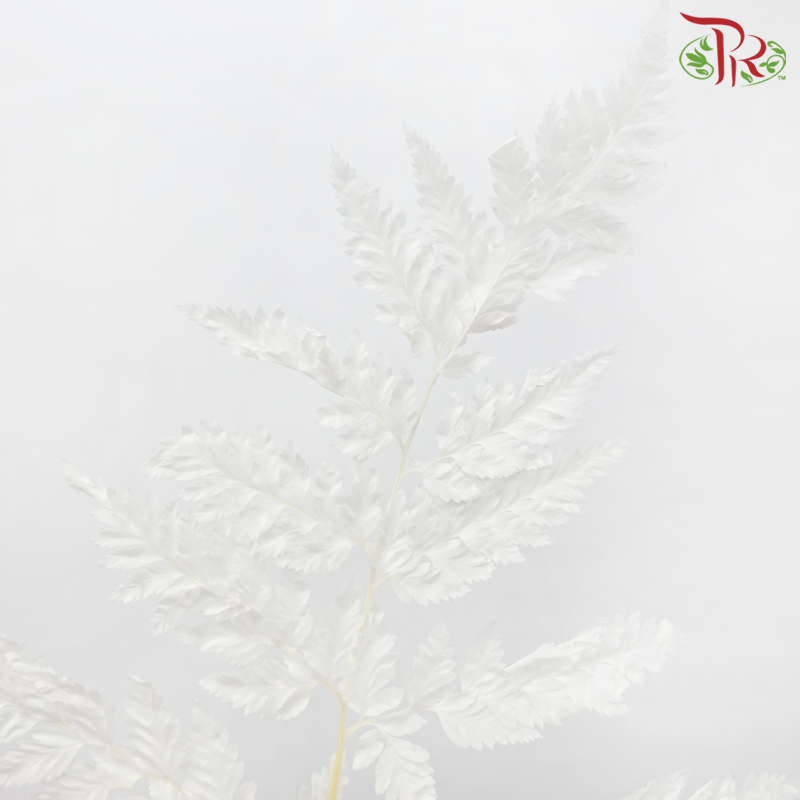 Dry Palm Natural - White (5 Stems)-China-prflorist.com.my