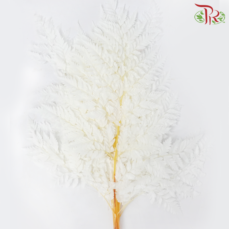 Dry Palm Natural - White (5 Stems)-China-prflorist.com.my