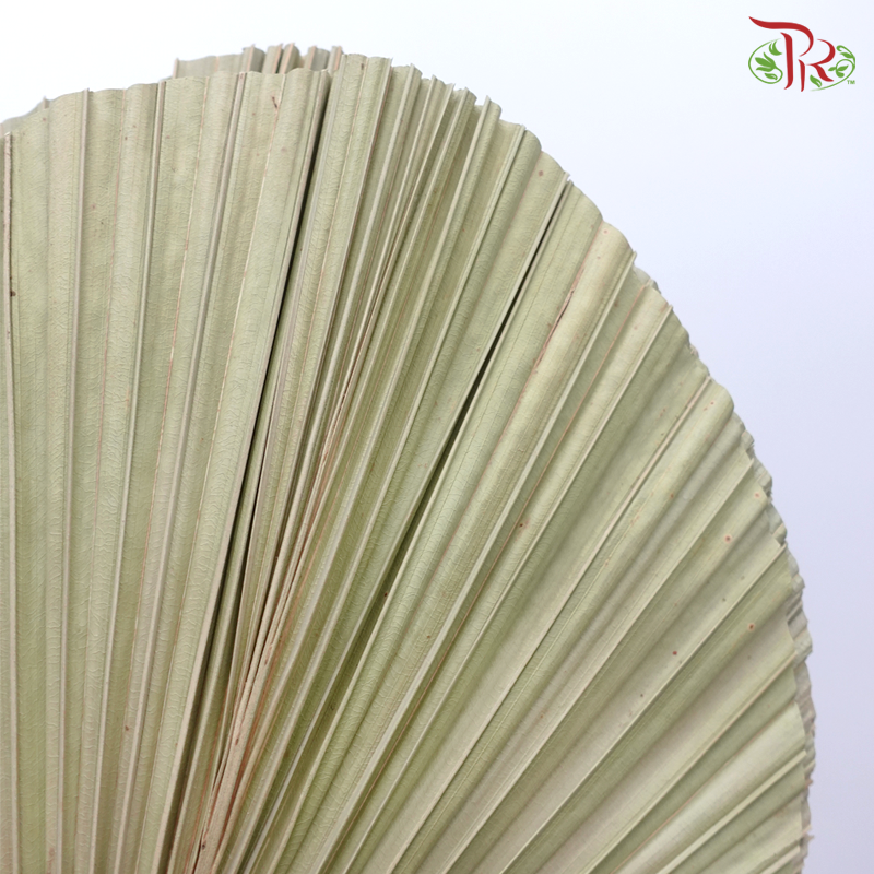 Dry Palm Tower (Mixed Circular Shapes)