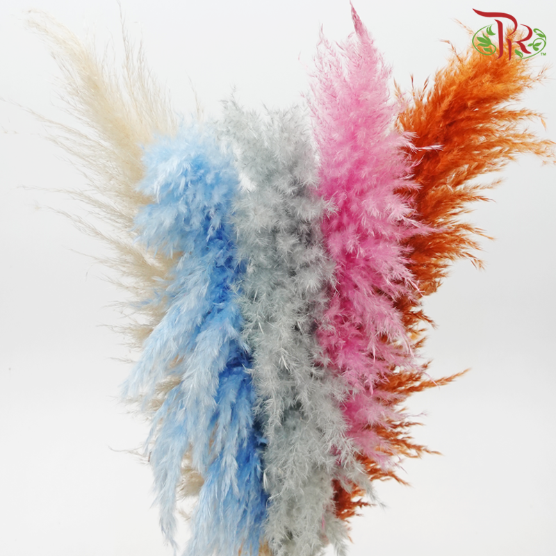 Dry Pampas 100cm - Assorted Colour 01 (5 Stems)-Assorted Colour 01-China-prflorist.com.my