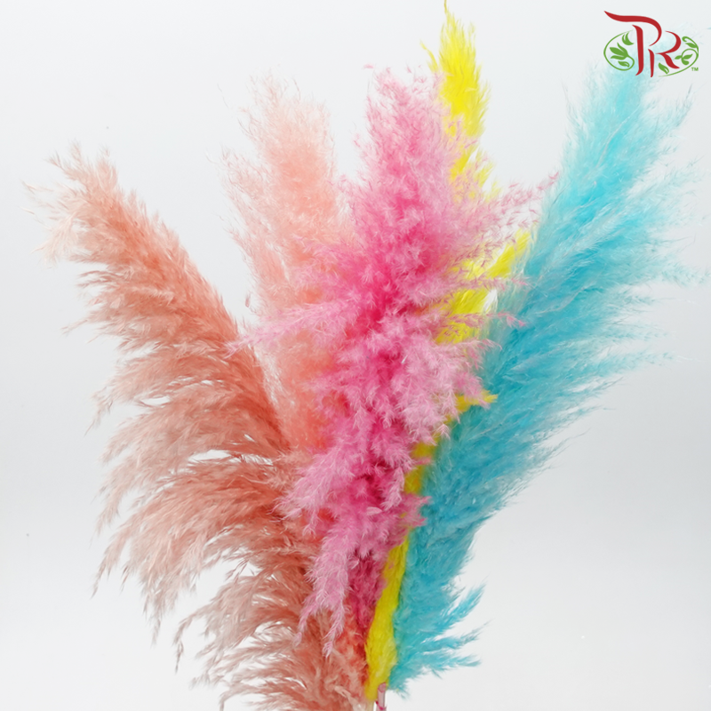 Dry Pampas 100cm - Assorted Colour 02 (5 Stems)-Assorted Colour 02-China-prflorist.com.my