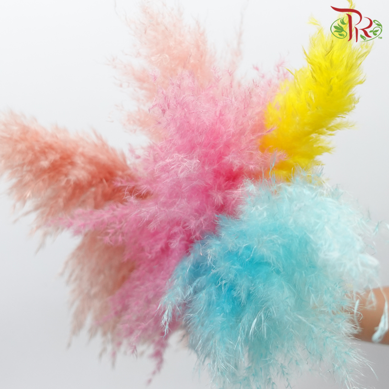 Dry Pampas 100cm - Assorted Colour 02 (5 Stems)-Assorted Colour 02-China-prflorist.com.my