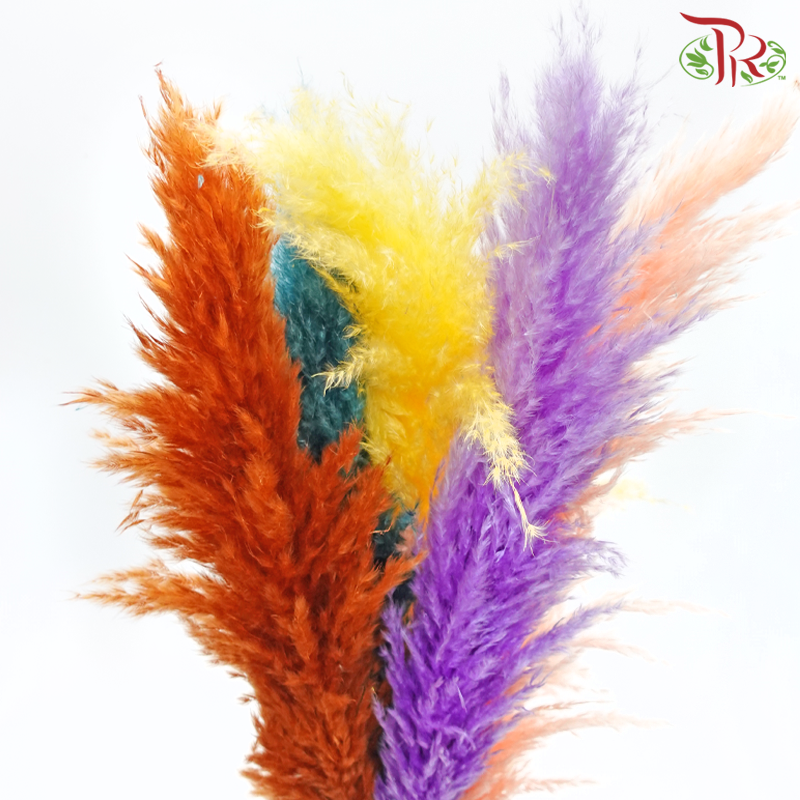 Dry Pampas 100cm - Assorted Colour 03 (5 Stems)-Assorted Colour 03-China-prflorist.com.my