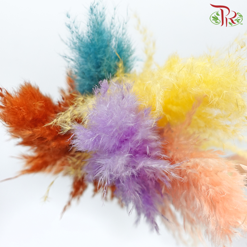 Dry Pampas 100cm - Assorted Colour 03 (5 Stems)-Assorted Colour 03-China-prflorist.com.my
