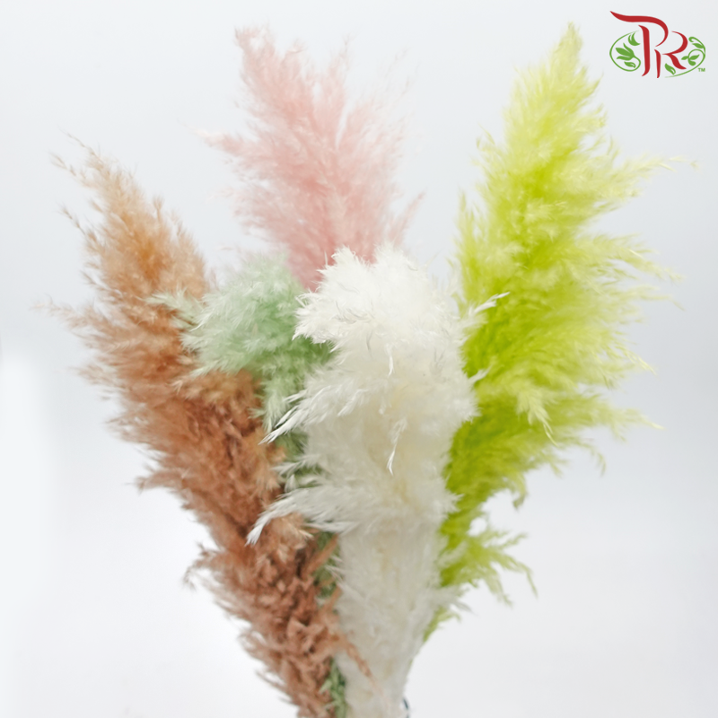 Dry Pampas 100cm - Assorted Colour 04 (5 Stems)-Assorted Colour 04-China-prflorist.com.my