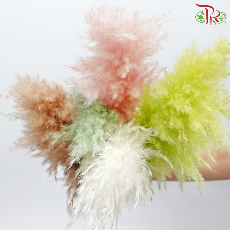 Dry Pampas 100cm - Assorted Colour 04 (5 Stems)-Assorted Colour 04-China-prflorist.com.my
