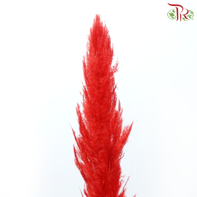 Dry Pampas 115-120cm - Red (5 Stems)-Red-China-prflorist.com.my
