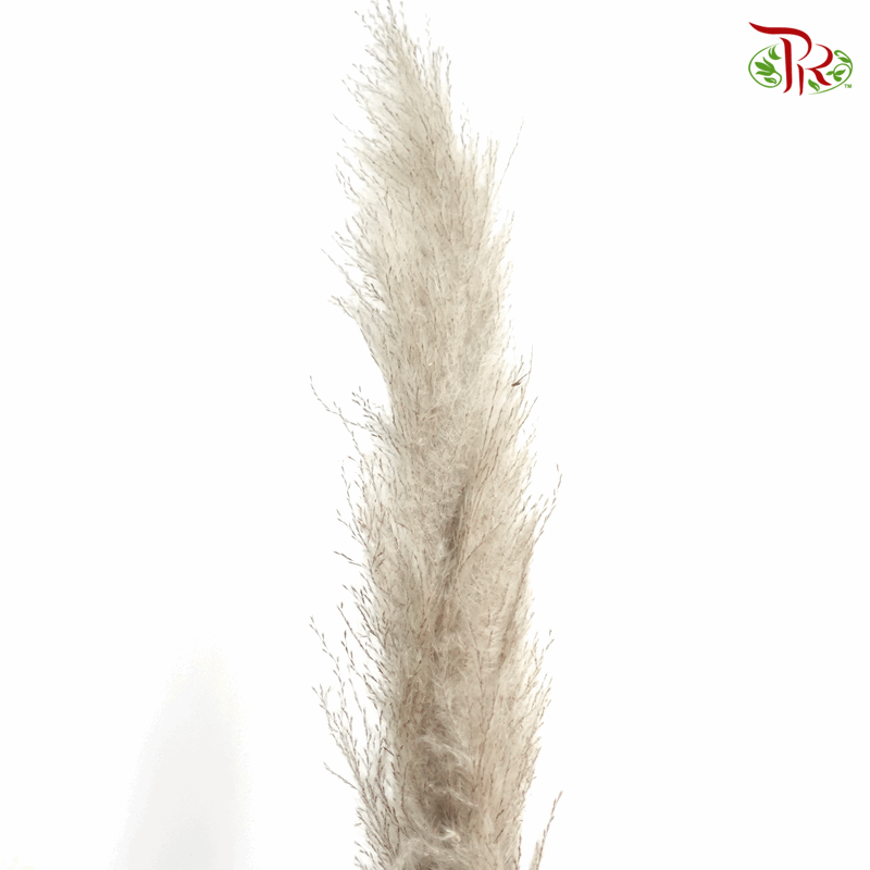 Dry Pampas 120cm - (5 Stems)-China-prflorist.com.my