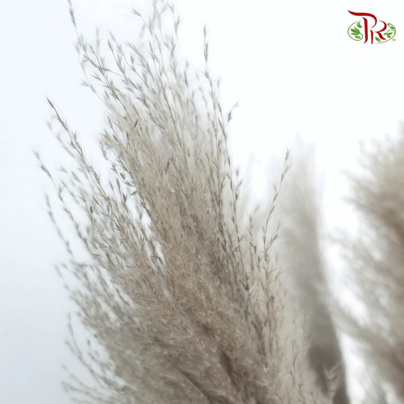 Dry Pampas 120cm - (5 Stems)-China-prflorist.com.my