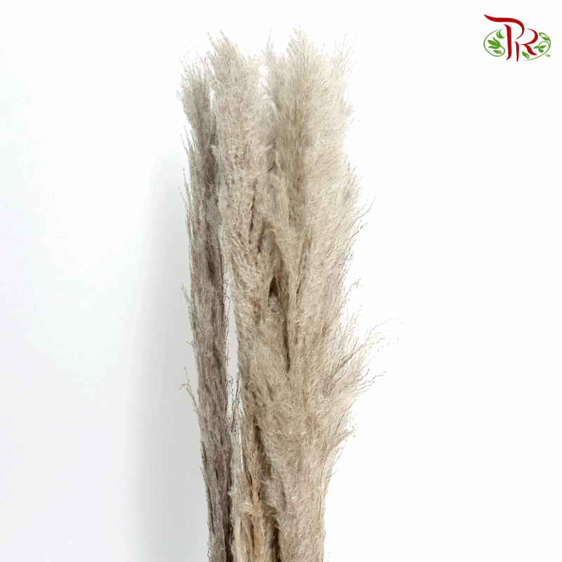 Dry Pampas 120cm - (5 Stems)-China-prflorist.com.my