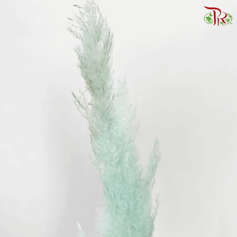 Dry Pampas 120cm - Light Blue (5 Stems)-Blue-China-prflorist.com.my