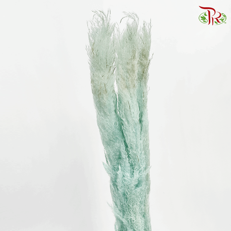 Dry Pampas 120cm - Light Blue (5 Stems)-Blue-China-prflorist.com.my