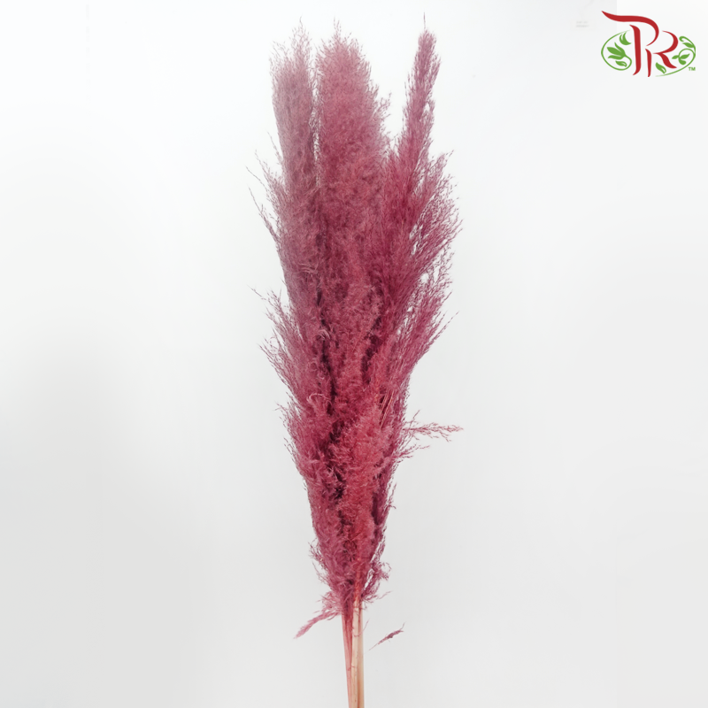 Dry Pampas 135cm - Dusty Dark Pink (5 Stems)-Dusty Dark Pink-China-prflorist.com.my