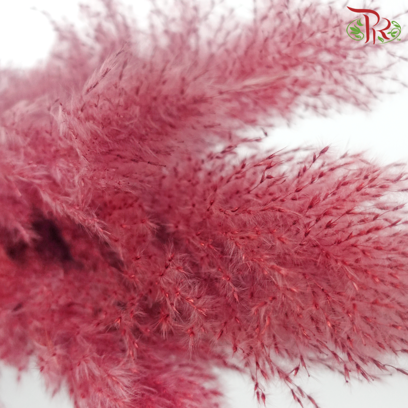 Dry Pampas 135cm - Dusty Dark Pink (5 Stems)-Dusty Dark Pink-China-prflorist.com.my
