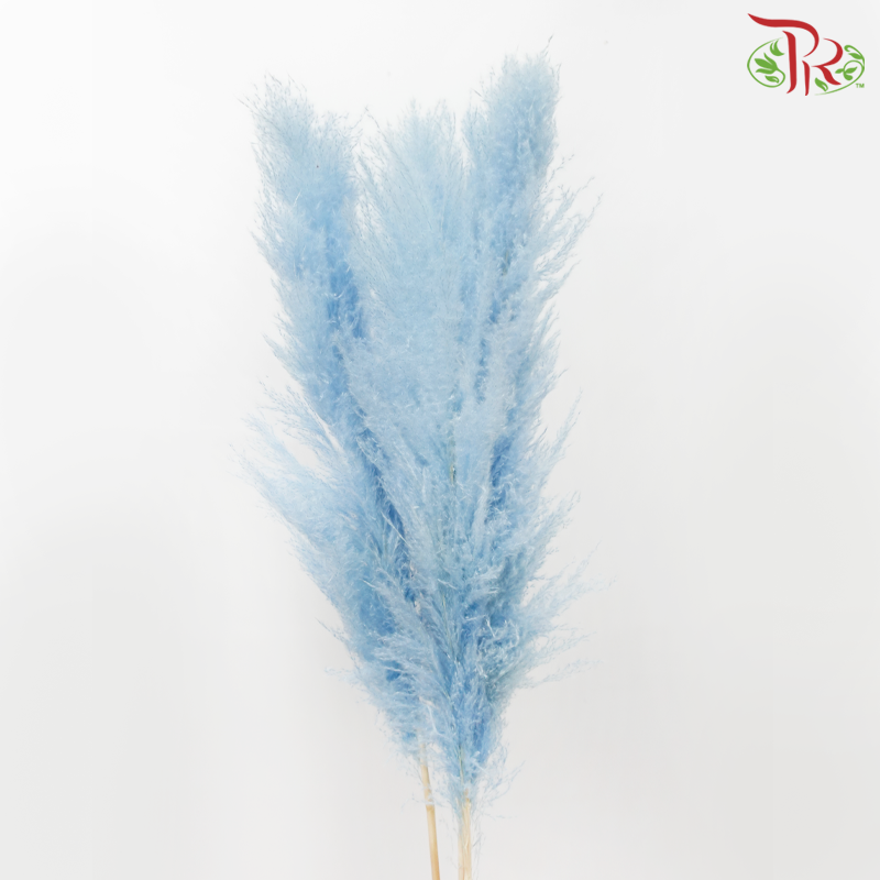Dry Pampas 135cm - Light Blue (5 Stems)-Blue-China-prflorist.com.my