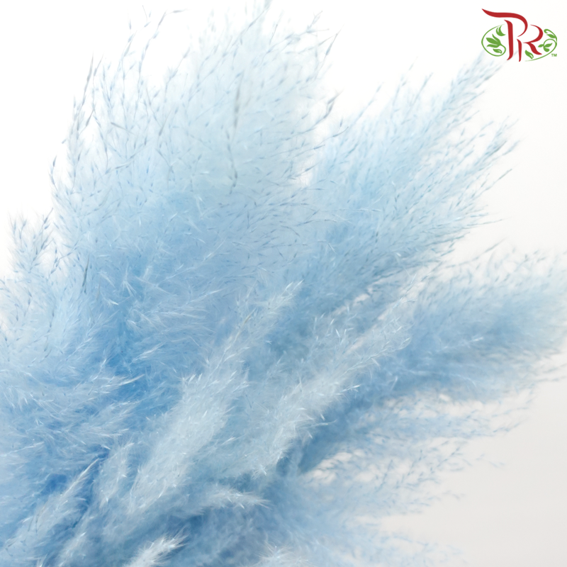 Dry Pampas 135cm - Light Blue (5 Stems)-Blue-China-prflorist.com.my