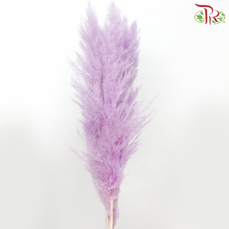 Dry Pampas 135cm - Purple (5 Stems)-Purple-China-prflorist.com.my