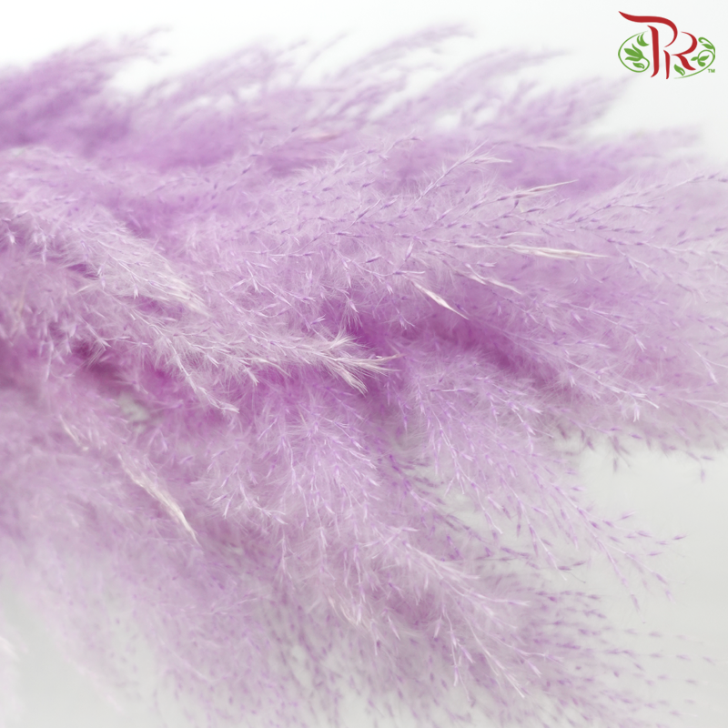 Dry Pampas 135cm - Purple (5 Stems)-Purple-China-prflorist.com.my