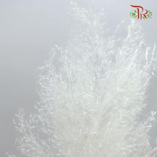 Dry Pampas Bleached / Colour - White-White-Import-prflorist.com.my