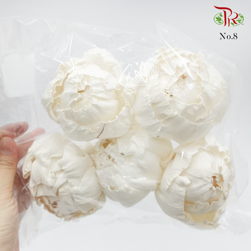 Dry Paper Flower - Without stem (5 pcs)-8-Thailand-prflorist.com.my