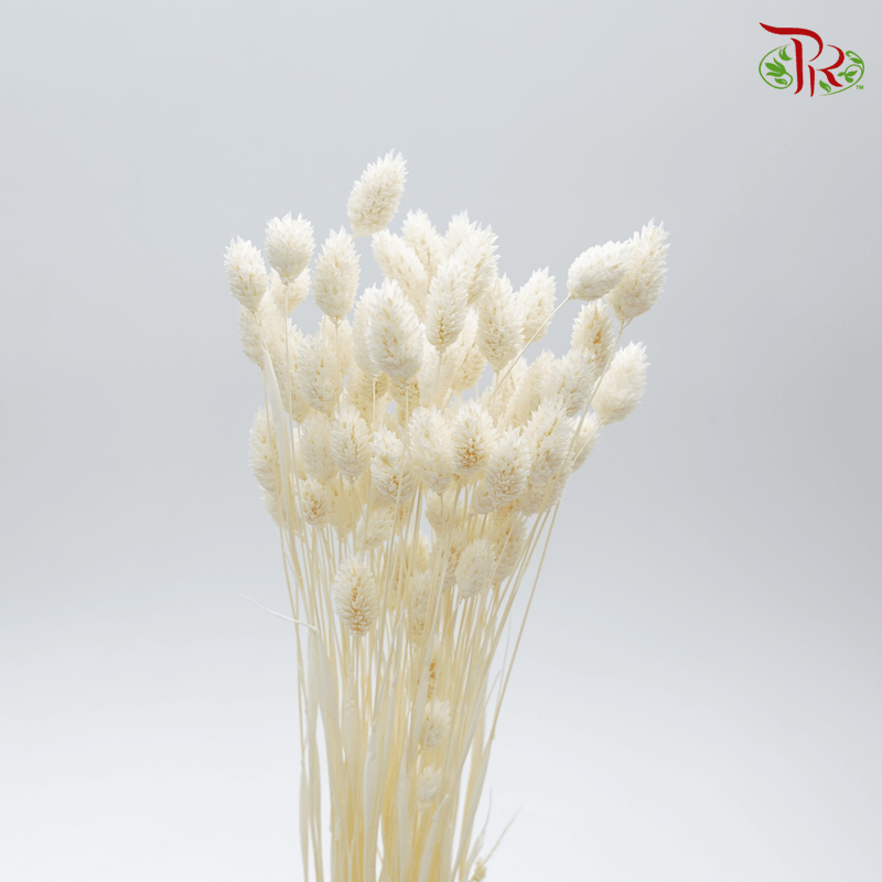 Dry Phalaris Poa Bleached-White-Italy-prflorist.com.my