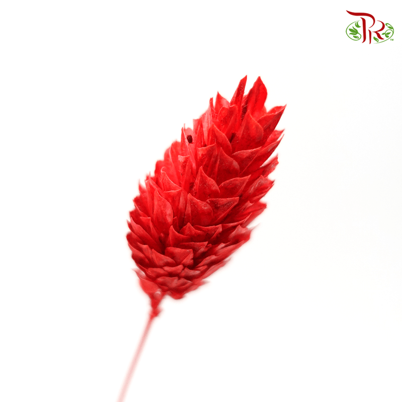 Dry Phalaris Poa- Red-Red-Italy-prflorist.com.my