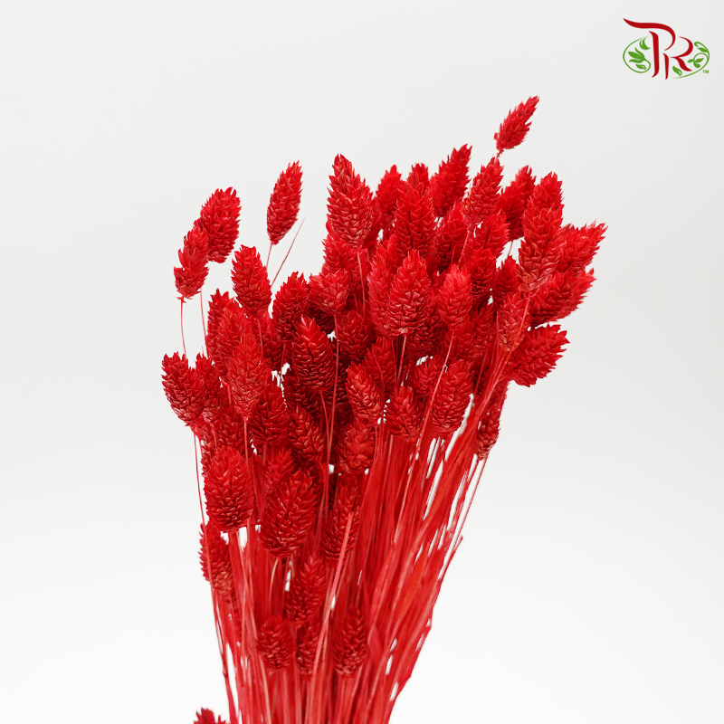 Dry Phalaris Poa- Red-Red-Italy-prflorist.com.my