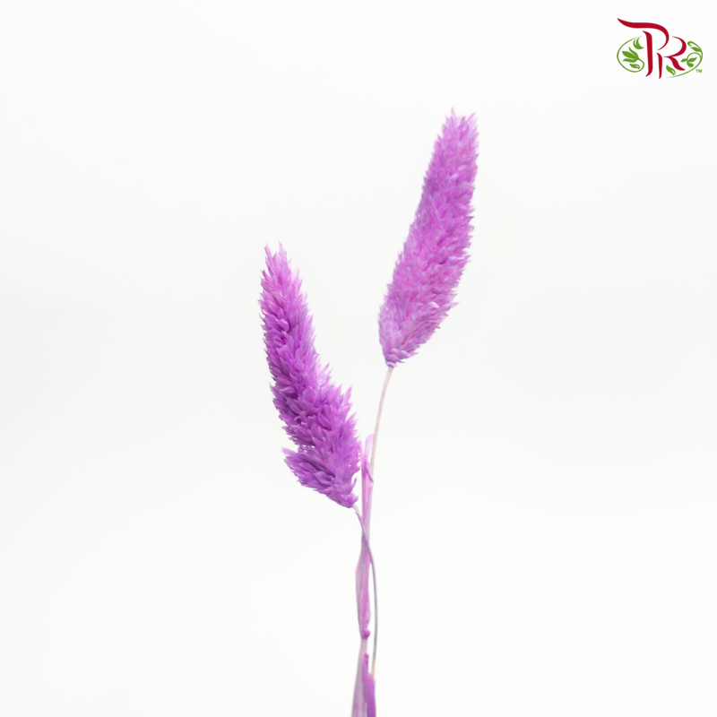 Dry Phalaris - Purple (Per Bunch)-Purple-China-prflorist.com.my