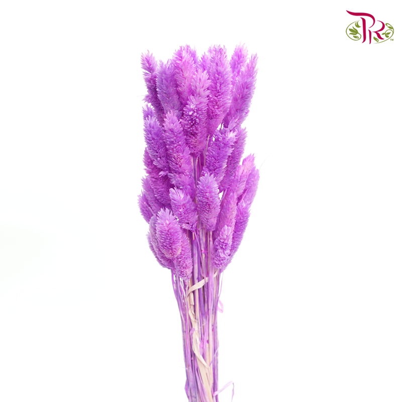 Dry Phalaris - Purple (Per Bunch)-Purple-China-prflorist.com.my