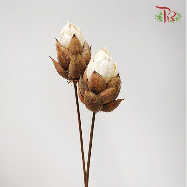 Dry Phoenix Tree Bud - Half Apricot Half Brown-Brown-China-prflorist.com.my