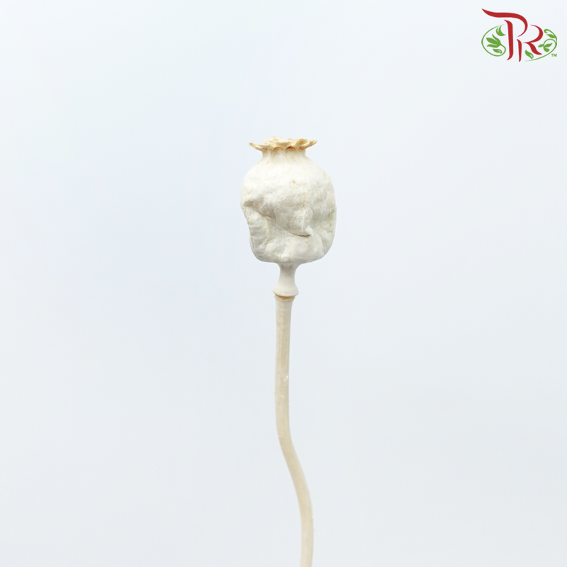 Dry Poppies Pods (Per Bunch)-Import-prflorist.com.my