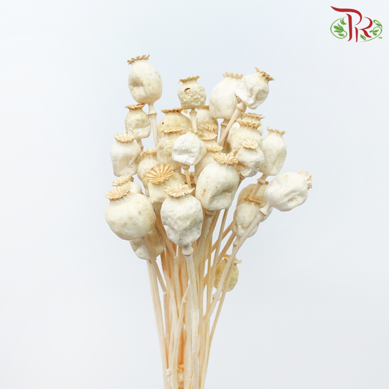 Dry Poppies Pods (Per Bunch)-Import-prflorist.com.my