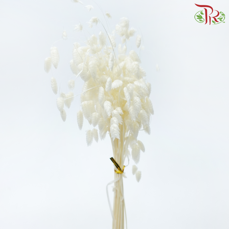 Dry Quacking Grass - White (Per Bunch)-White-China-prflorist.com.my