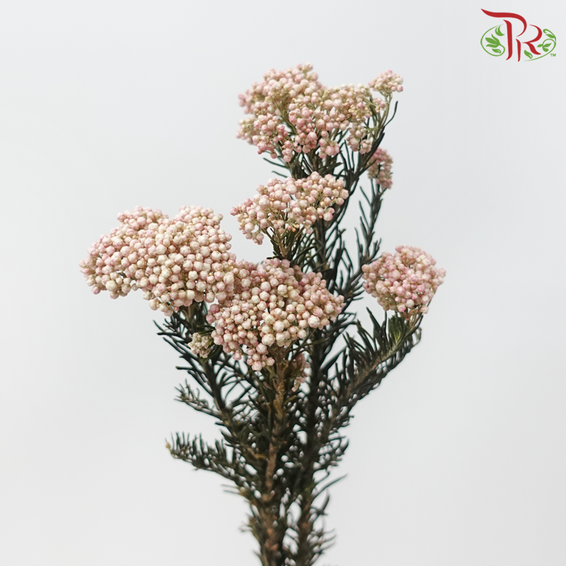 Dry Rice Flower Natural - Light Pink (Per Bunch)-Pink-Import-prflorist.com.my