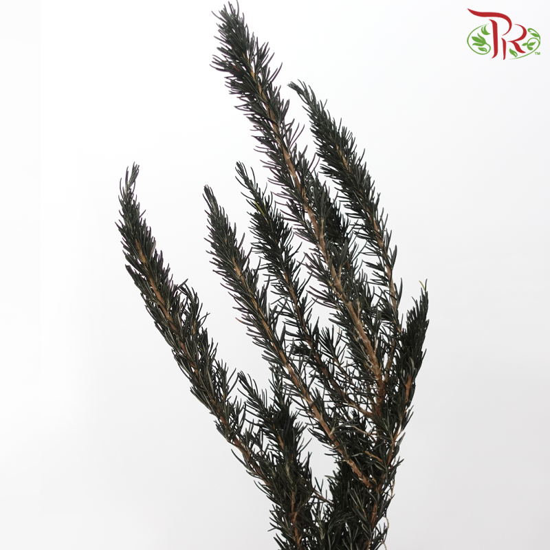 Dry Rose Mary (Per Bunch)-China-prflorist.com.my