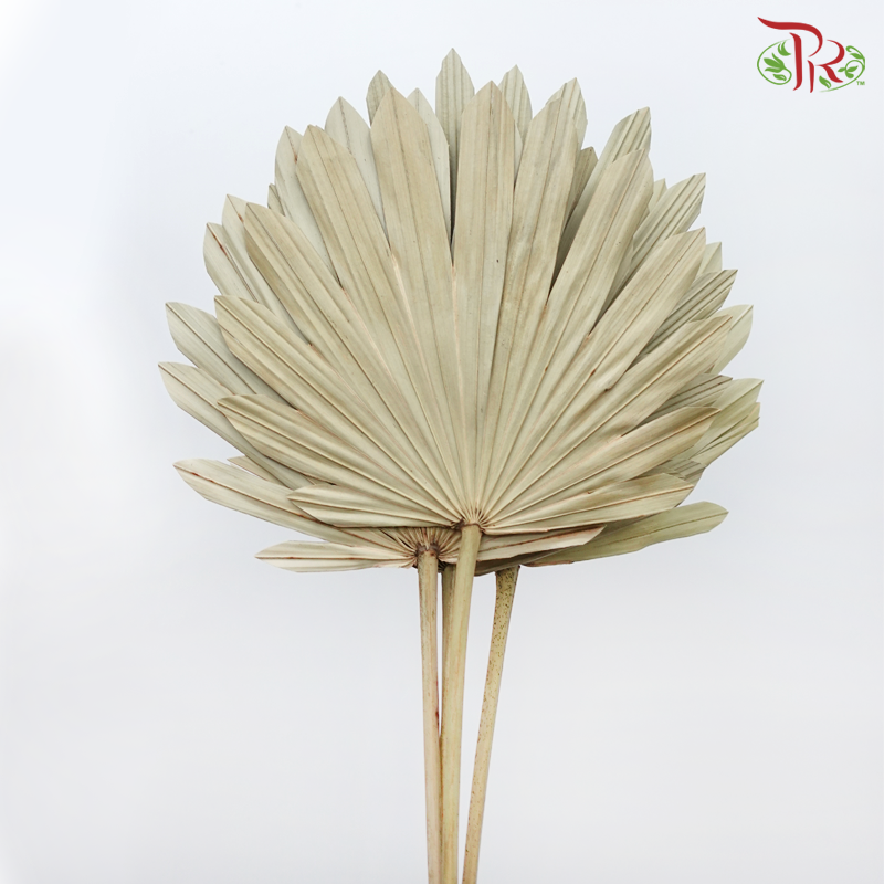 Dry Round Palm (5 Stems)-China-prflorist.com.my