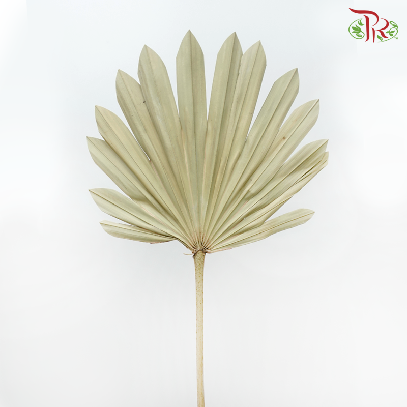 Dry Round Palm (5 Stems)-China-prflorist.com.my