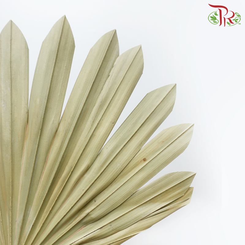 Dry Round Palm (5 Stems)-China-prflorist.com.my